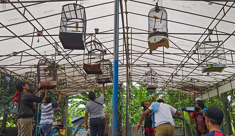 Serunya Melihat Lomba Kicau Burung Kenari - Bagian 3