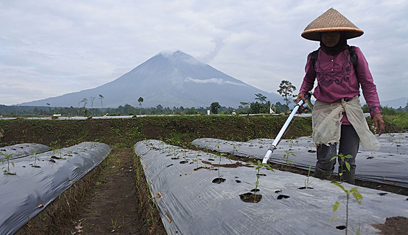 Petani Lereng Gunung Semeru Mulai Menggarap Lahan Pertanian - Bagian 2