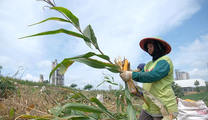 Semen Gresik Fasilitasi 361 Petani Sanggem Garap Lahan Seluas 119,25 Hektare di Rembang - Bagian 2