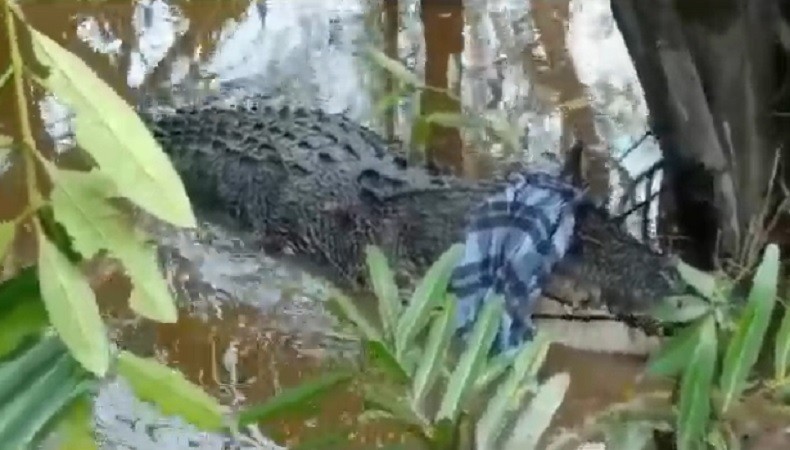 Warga Diterkam Buaya saat Cuci Kepiting di Sungai, Dapat 50 Jahitan