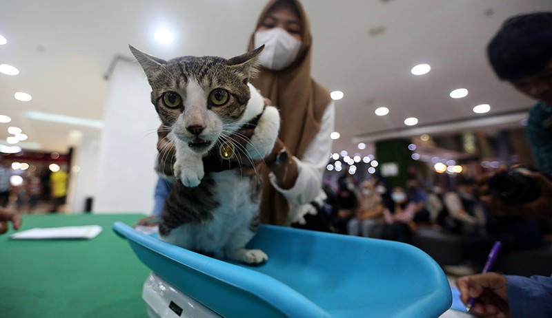 Kumpulan Nama Kucing Islam Jantan / Betina dan Artinya