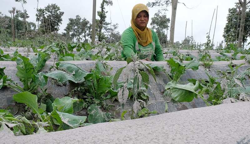 Abu Vulkanik Gunung Merapi Selimuti Desa Babadan Magelang - Bagian 1