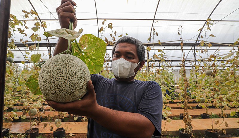 Melihat Budi Daya Melon di Argu Edu Wisata Cilangkap - Bagian 4