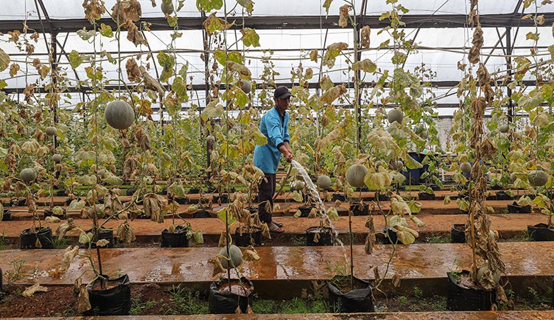 Melihat Budi Daya Melon di Argu Edu Wisata Cilangkap - Bagian 2