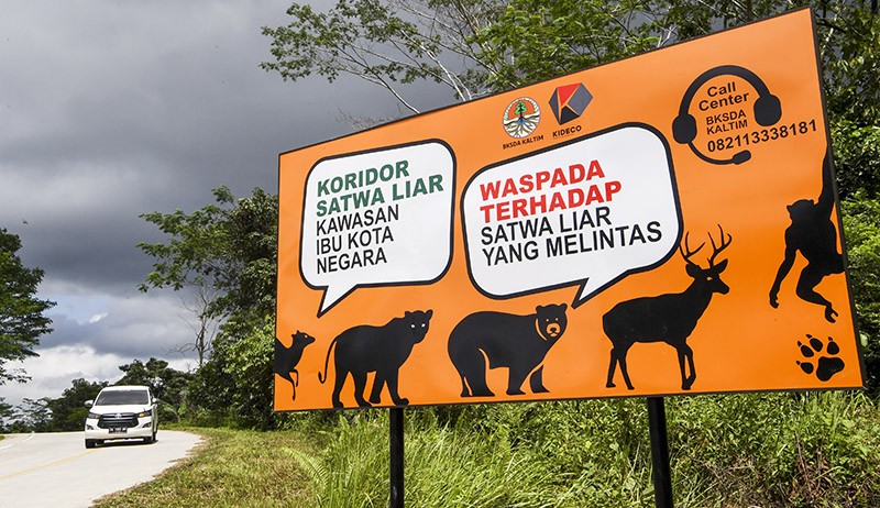 Satwa Liar Tiduran di Tengah Jalanan Menuju IKN Nusantara - Bagian 3