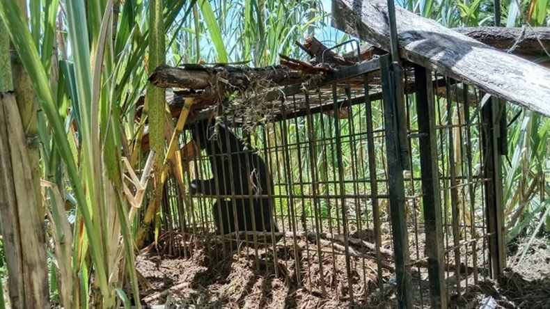 Beruang Madu di Agam Akhirnya Masuk ke Kandang Jebak