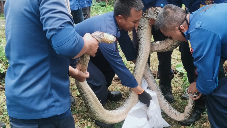 2 Ular Sanca Kembang Dievakuasi Petugas Damkar di Parongpong dan Ngamprah KBB