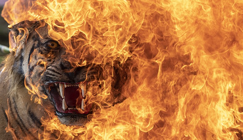 Penampakan Offset Harimau-Macan Dilindungi Dibakar BKSDA Sumsel - Bagian 3