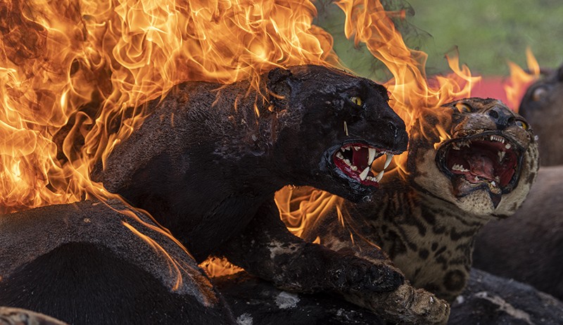 Penampakan Offset Harimau-Macan Dilindungi Dibakar BKSDA Sumsel - Bagian 2