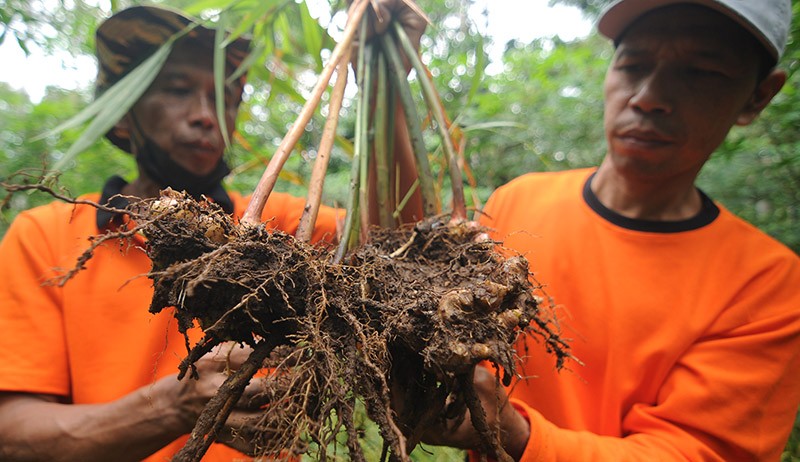 Desa Wisata Ini Produksi 5 Ton Jahe Sekali Panen - Bagian 1