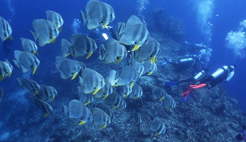 Indahnya Wisata Bawah Laut Wakatobi Memiliki 750 Spesies Terumbu Karang - Bagian 1