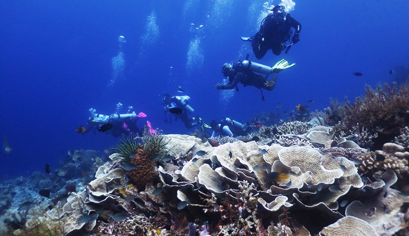 Indahnya Wisata Bawah Laut Wakatobi Memiliki 750 Spesies Terumbu Karang - Bagian 2