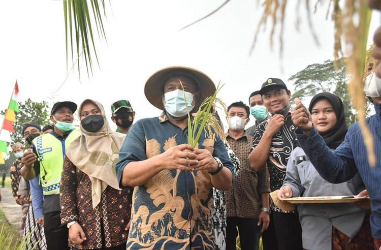 Tradisi Wiwitan, Ritual Petani Sebelum Memulai Panen Padi