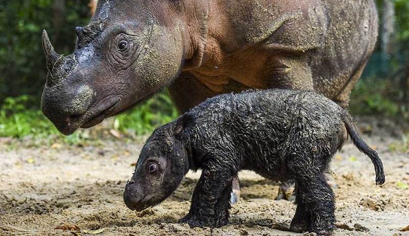 Potret Anak Badak Sumatera Berusia 3 Hari di Taman Nasional Way Kambas - Bagian 3