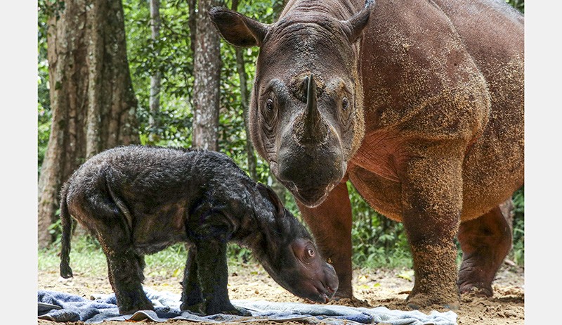 Potret Anak Badak Sumatera Berusia 3 Hari di Taman Nasional Way Kambas - Bagian 4