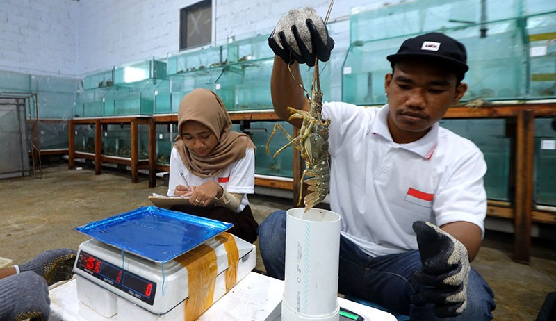 Budi Daya Lobster Kesulitan Dapat Benih - Bagian 2