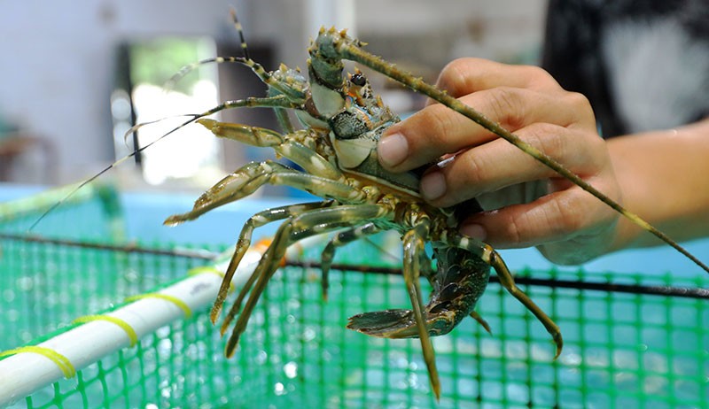 Budi Daya Lobster Kesulitan Dapat Benih - Bagian 1