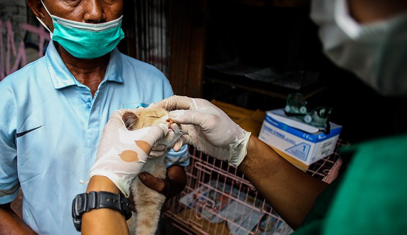 Hewan-Hewan Pasar Barito Disuntik Vaksin Rabies - Bagian 2