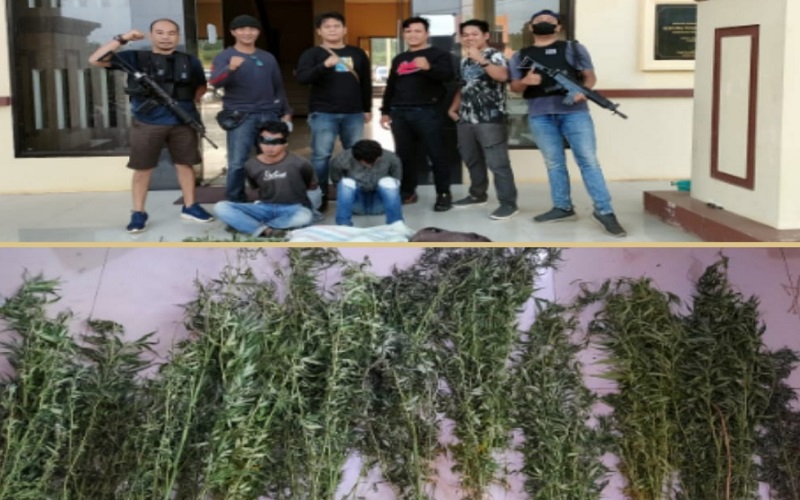 Polisi Gerebek Ladang Ganja di Pendopo, 2 Pemuda Ditangkap