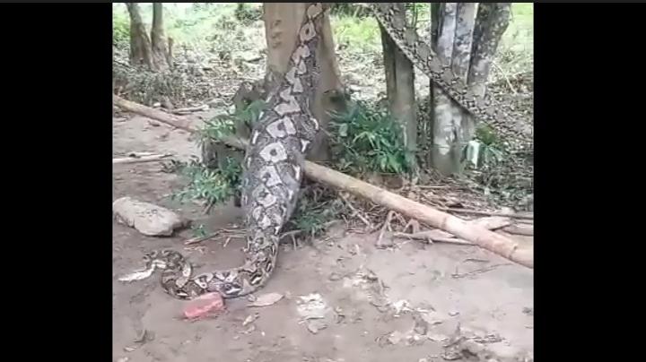 Ular Piton Sepanjang 6 Meter di Enrekang Telan Anak Sapi dan Babi