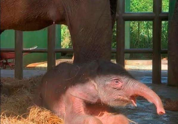 Bayi Gajah Sumatera Lahir di Bali Zoo Gianyar, Berbobot 80 Kg