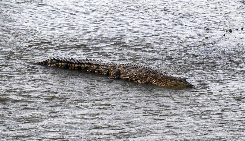 Penampakan Perdana Buaya Tanpa Ban Bekas di Leher Berjemur di Sungai Palu - Bagian 1