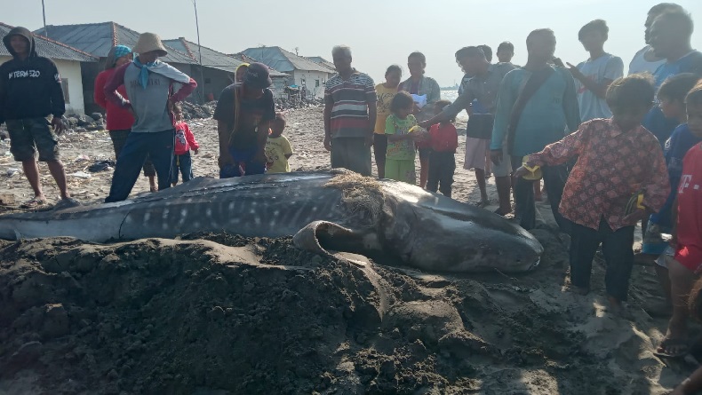 Heboh, Hiu Paus Terdampar di Pantai Eretan Kulon Indramayu