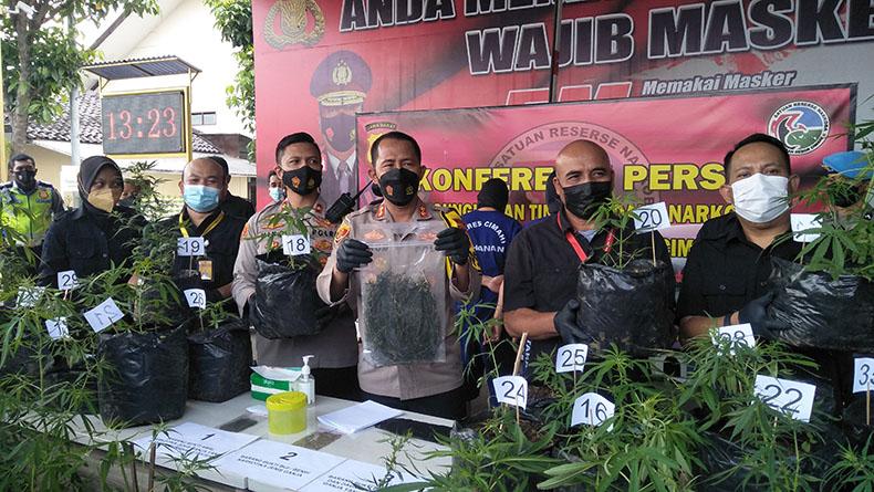 Kakak Beradik di Lembang KBB Nekat Tanam 37 Batang Pohon Ganja di Rumah