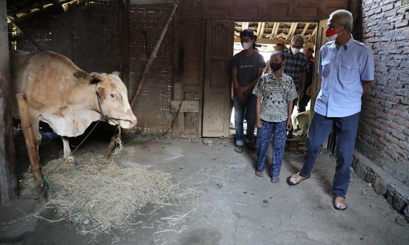Kaget Lihat Warga Karanganyar Serumah dengan Sapi, Ganjar Perintahkan Ini ke Kepala Desa