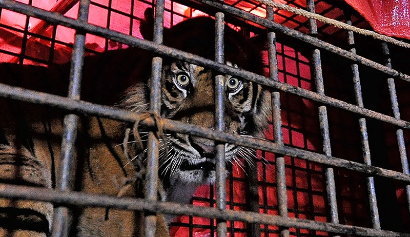 Momen Penyelamatan Harimau Sumatera Korban Konflik di Jambi - Bagian 1