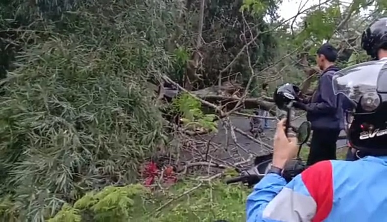Pohon Besar Tumbang Timpa Kendaraan Melintas di Jalur Garut-Tasik, 5 Luka-luka