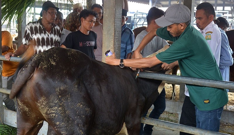 30 Ekor Sapi di Aceh Besar Terindikasi Penyakit Mulut dan Kuku - Bagian 1