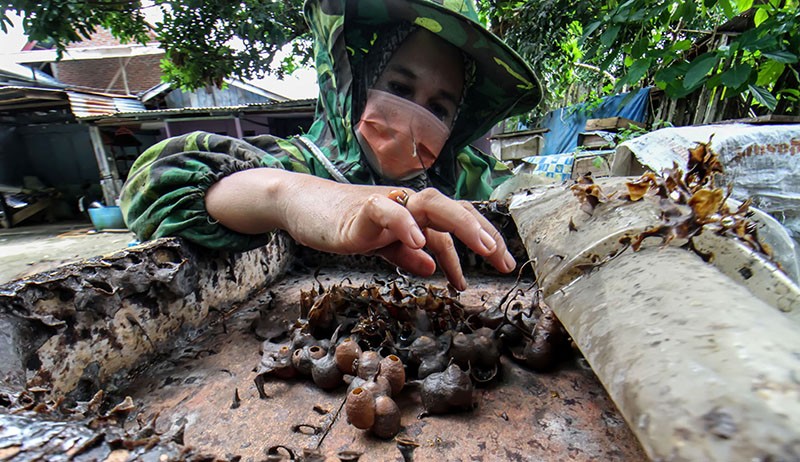 Budi Daya Madu Kelulut, Harga Jual Rp500.000 per Liter - Bagian 1