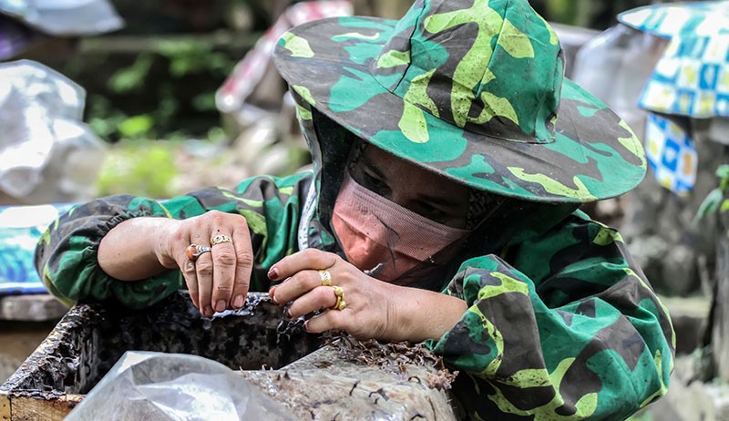 Budi Daya Madu Kelulut, Harga Jual Rp500.000 per Liter - Bagian 2