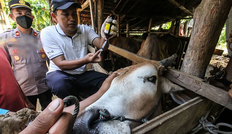 Penemuan 22 Ekor Sapi Suspek Penyakit Mulut dan Kuku di Aceh - Bagian 2