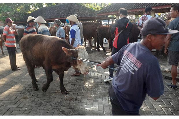 Bayang-Bayang Penyakit Mulut dan Kuku Mulai Hantam Harga Sapi yang Tengah Bagus 