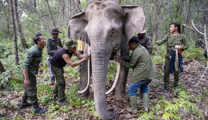 Ketika Pawang Memasang GPS Collar ke Dua Gajah Sumatera Liar - Bagian 2