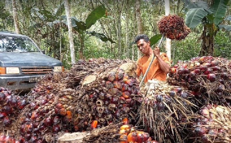 Harga Buah Sawit di Sumut Semakin Anjlok, Rp650 per Kg
