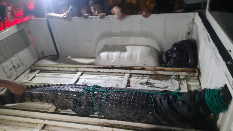 Buaya Muncul di Dekat Masjid Raya, Petugas dan Warga Ramai-Ramai Menangkap