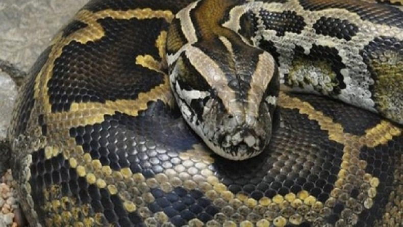 Heboh Warga Cibadak Sukabumi Tangkap 2 Ular Sanca 4 Meter Pemangsa Ternak
