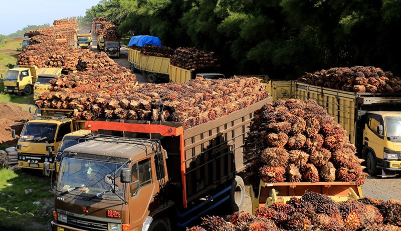 Harga Tandan Buah Segar Kelapa Sawit Anjlok Menjadi Rp1.550 per Kilogram - Bagian 1