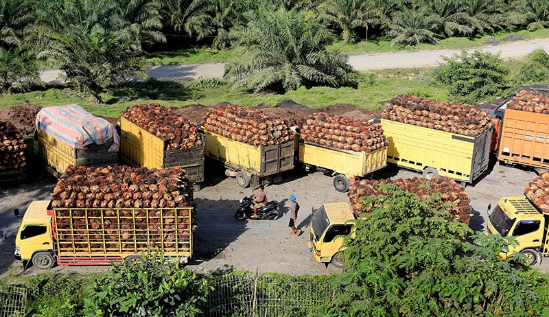 Harga Tandan Buah Segar Kelapa Sawit Anjlok Menjadi Rp1.550 per Kilogram - Bagian 3