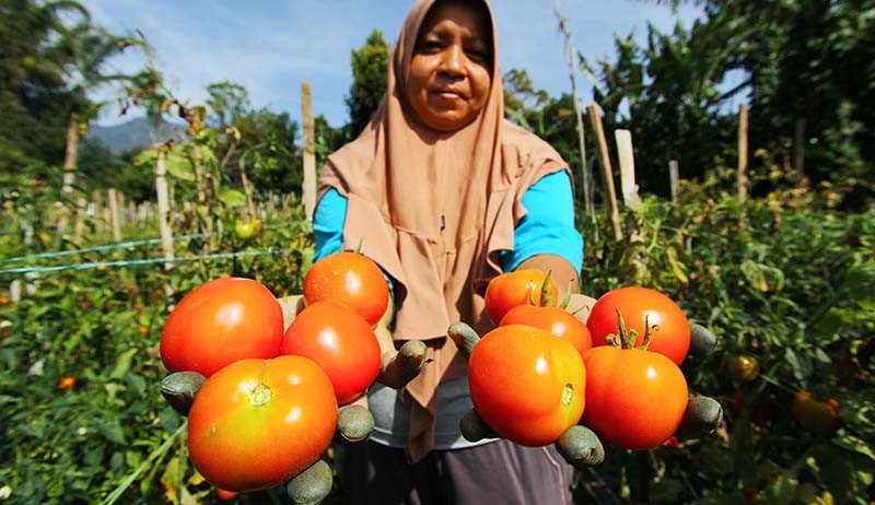 Petani Salimpaung Sumbar Panen 1 Ton Tomat Servo dalam Seminggu - Bagian 5