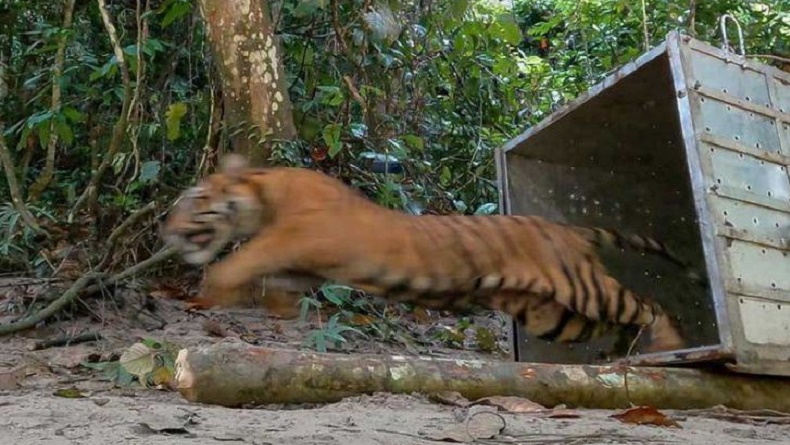 5 Ekor Sapi Milik Warga di Mukomuko Mati Dimangsa Harimau