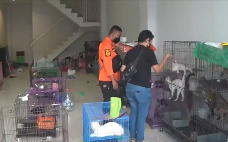 Viral Ratusan Kucing Ditinggal Pemilik di Ruko 4 Lantai, Kondisi Memprihatinkan