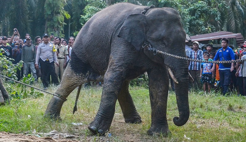 Detik-Detik 2 Gajah Sumatera Liar Ditangkap Warga-Dipindah ke Hutan Konservasi - Bagian 1