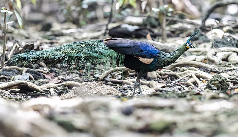 Cantiknya Burung Merak Hijau Jawa yang Masuk Kategori Spesies Dalam Bahaya - Bagian 3