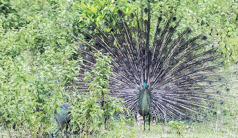 Cantiknya Burung Merak Hijau Jawa yang Masuk Kategori Spesies Dalam Bahaya - Bagian 1
