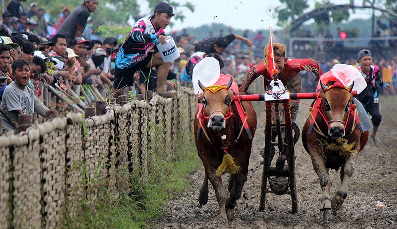 Seru, Kejuaraan Karapan Sapi Rebut Piala Bupati Sampang - Bagian 1