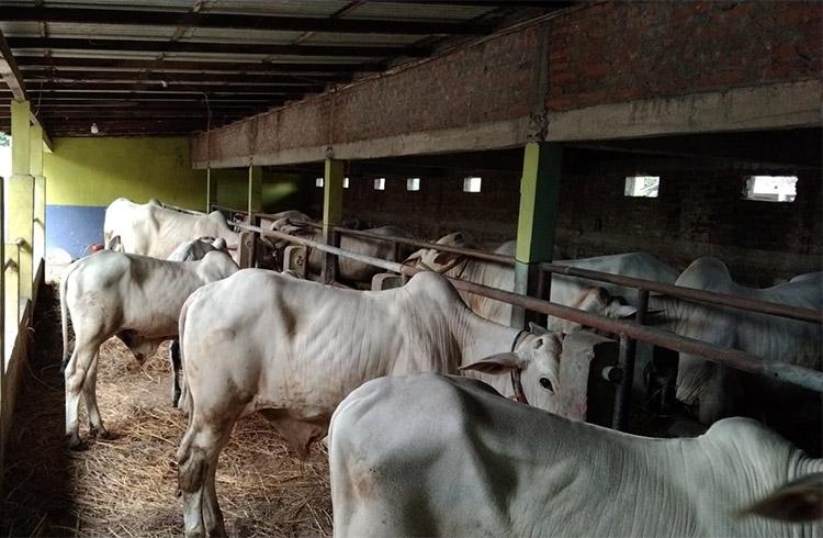Pedagang Hewan Kurban di Kulonprogo Keluhkan Pengetatan Lalu Lintas Ternak